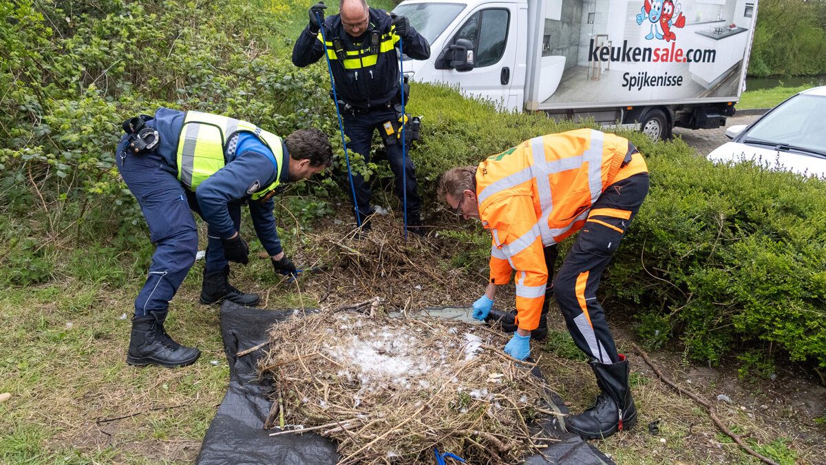 Zwaan_Spijkenisse-Verplaatsen (4).jpg