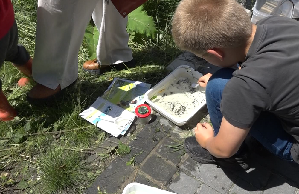 Waterdiertjes