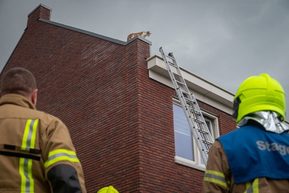 kat-vanaf-dak-gered-door-brandweer-maar-houdt-het-niet-droog-slijpsteen-zuidland-foto-3-scaled.jpg