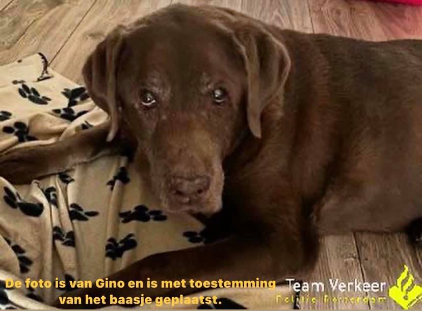 Hond vliegt meters door de lucht na aanrijding, verkeerspolitie vraagt zich af wat dader bezielde door te rijden